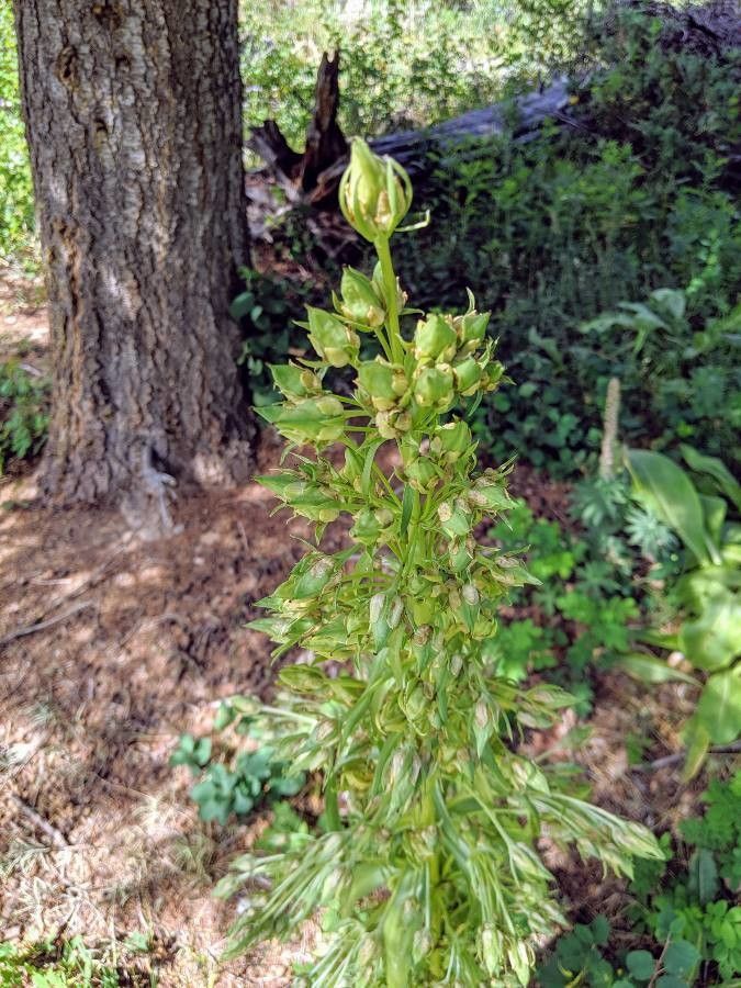 Frasera speciosa other