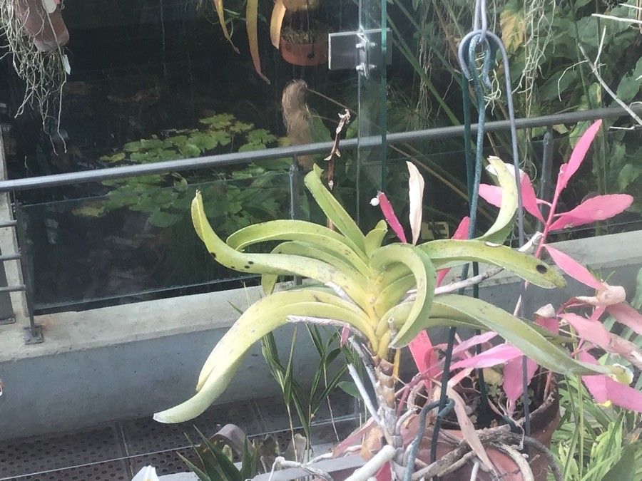 Phalaenopsis wilsonii — search result for 'Orchidaceae'