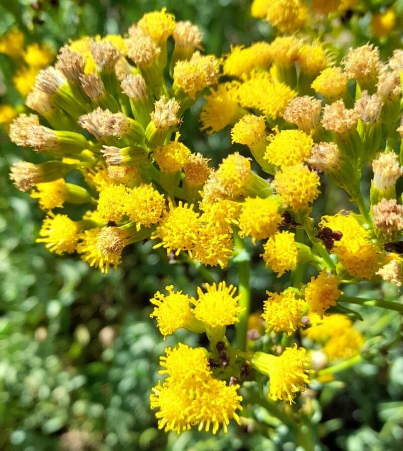 Senecio subumbellatus flower