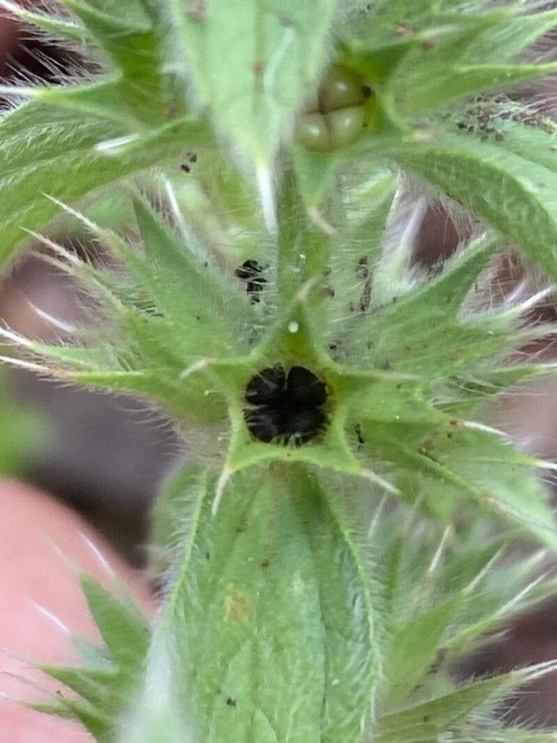 Stachys ocymastrum fruit