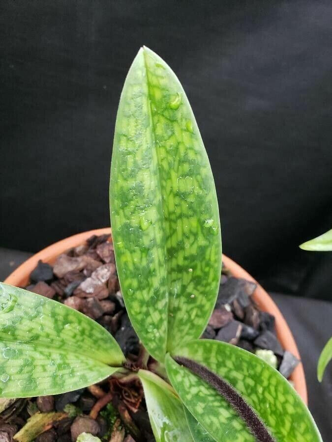 Paphiopedilum barbatum