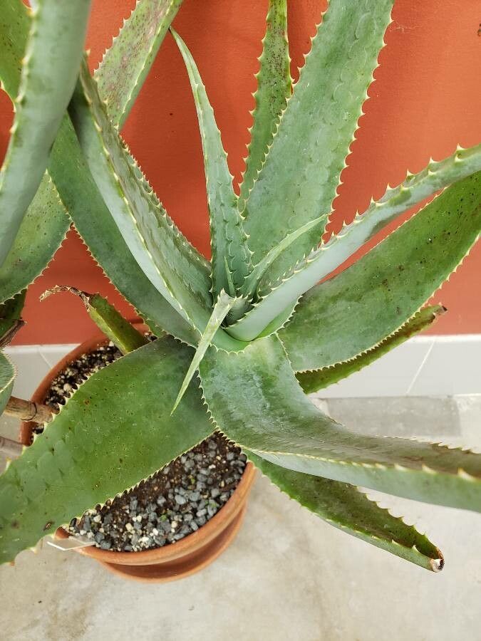 Aloe globuligemma — houseplant care guide