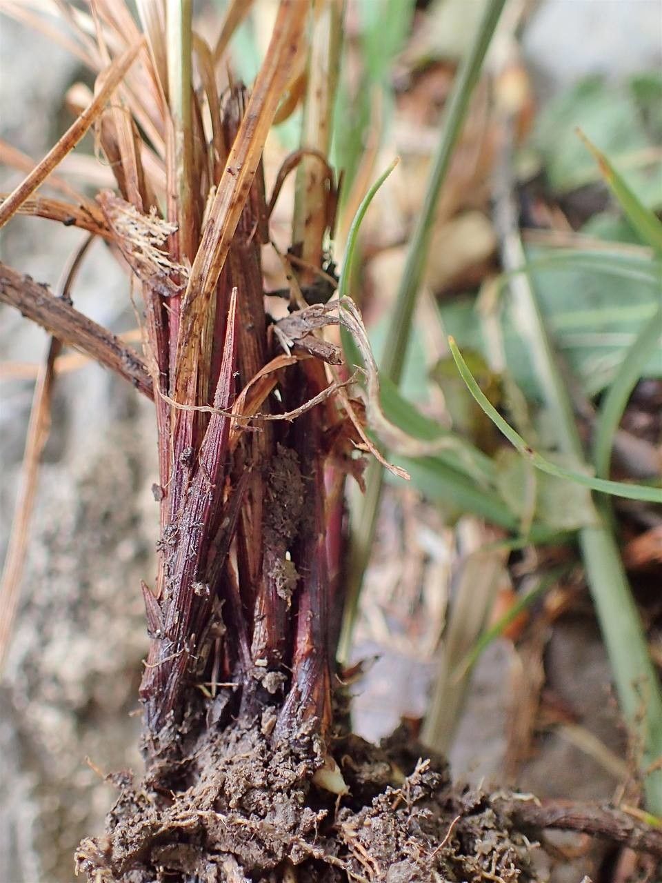 Carex filiformis habit