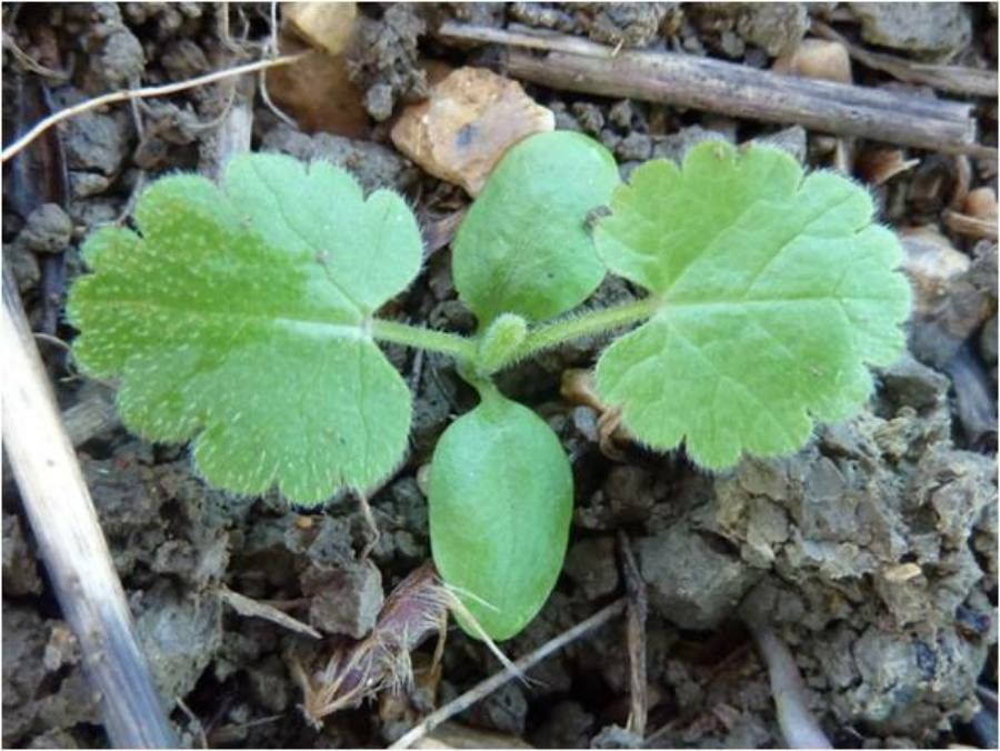 Tordylium maximum leaf