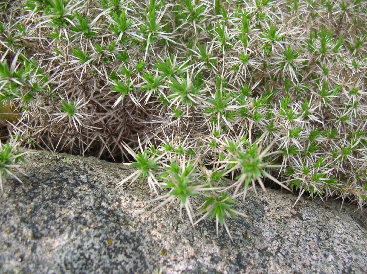 Arenaria pungens habit