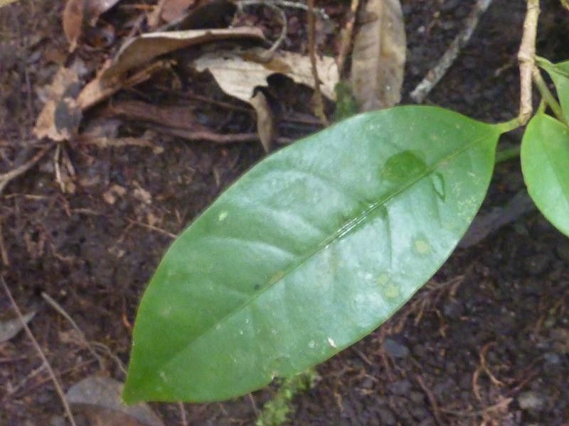 Chrysophyllum sparsiflorum leaf