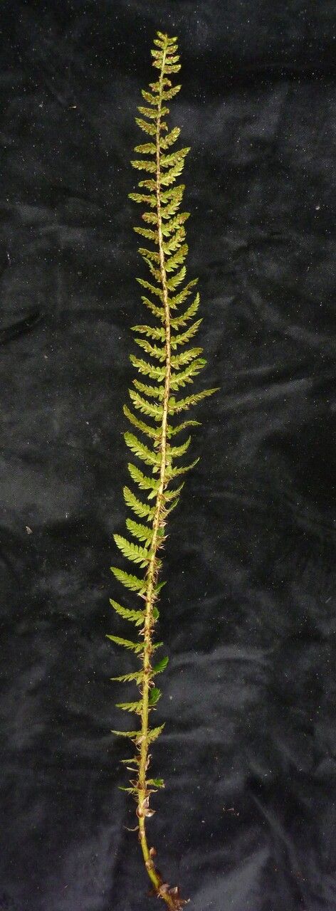 Polystichum prescottianum habit