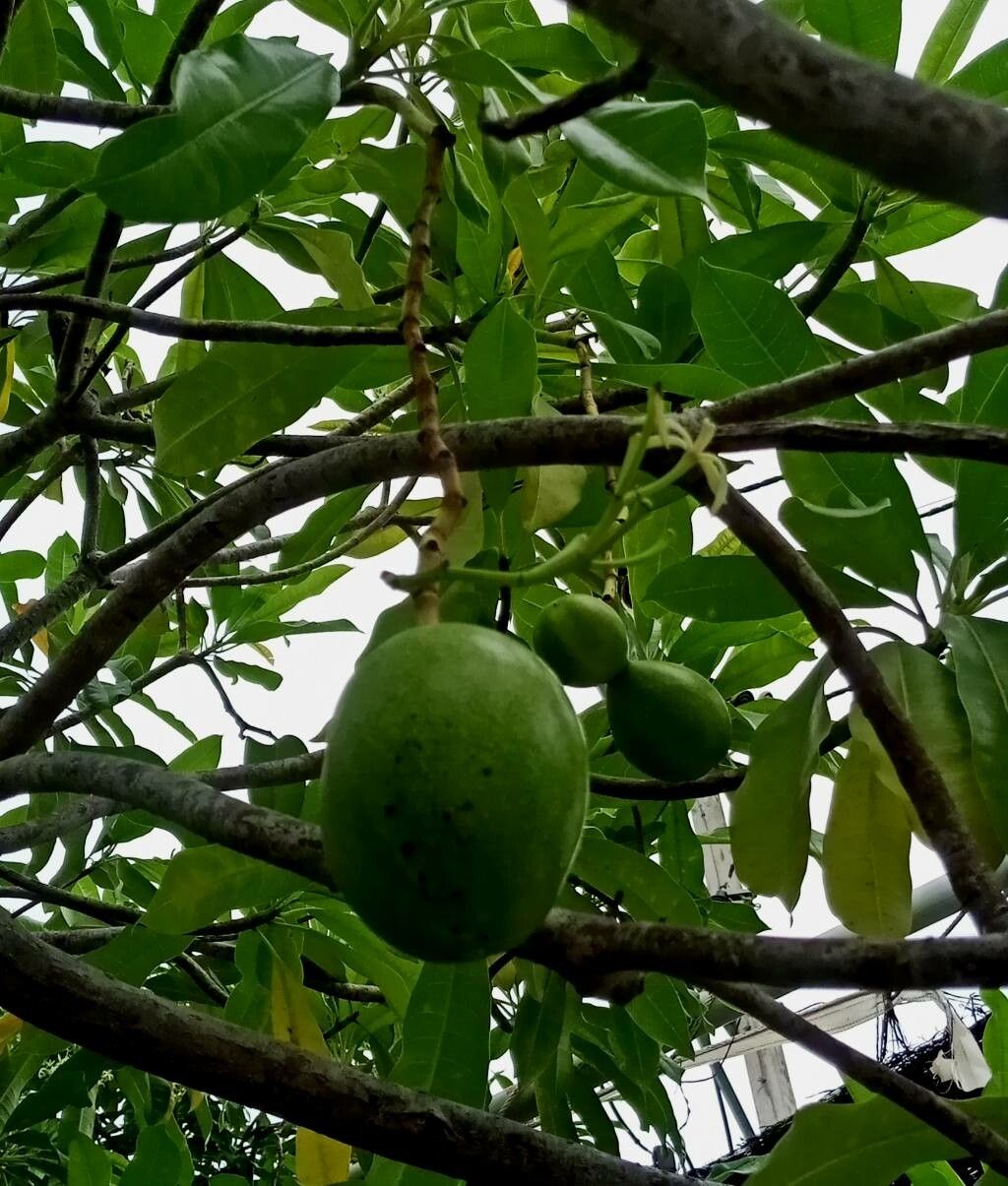 Cerbera manghas fruit