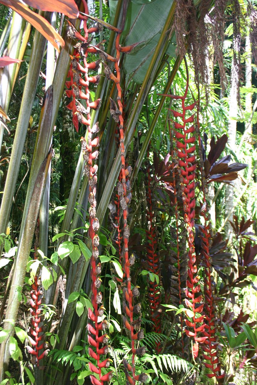 Heliconia longissima — search result for 'Heliconia'