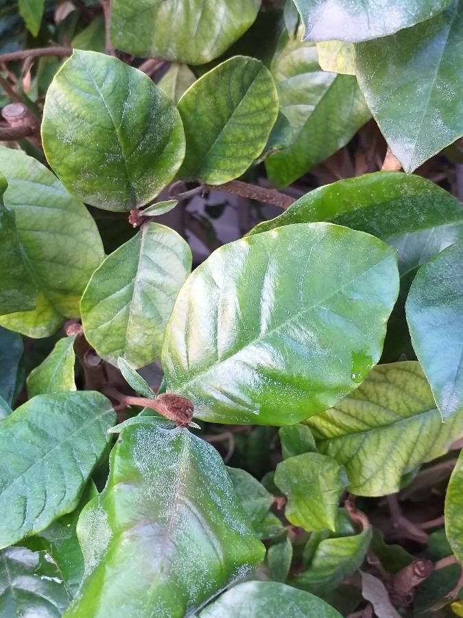 Trichocladus ellipticus — search result for 'Hamamelidaceae'