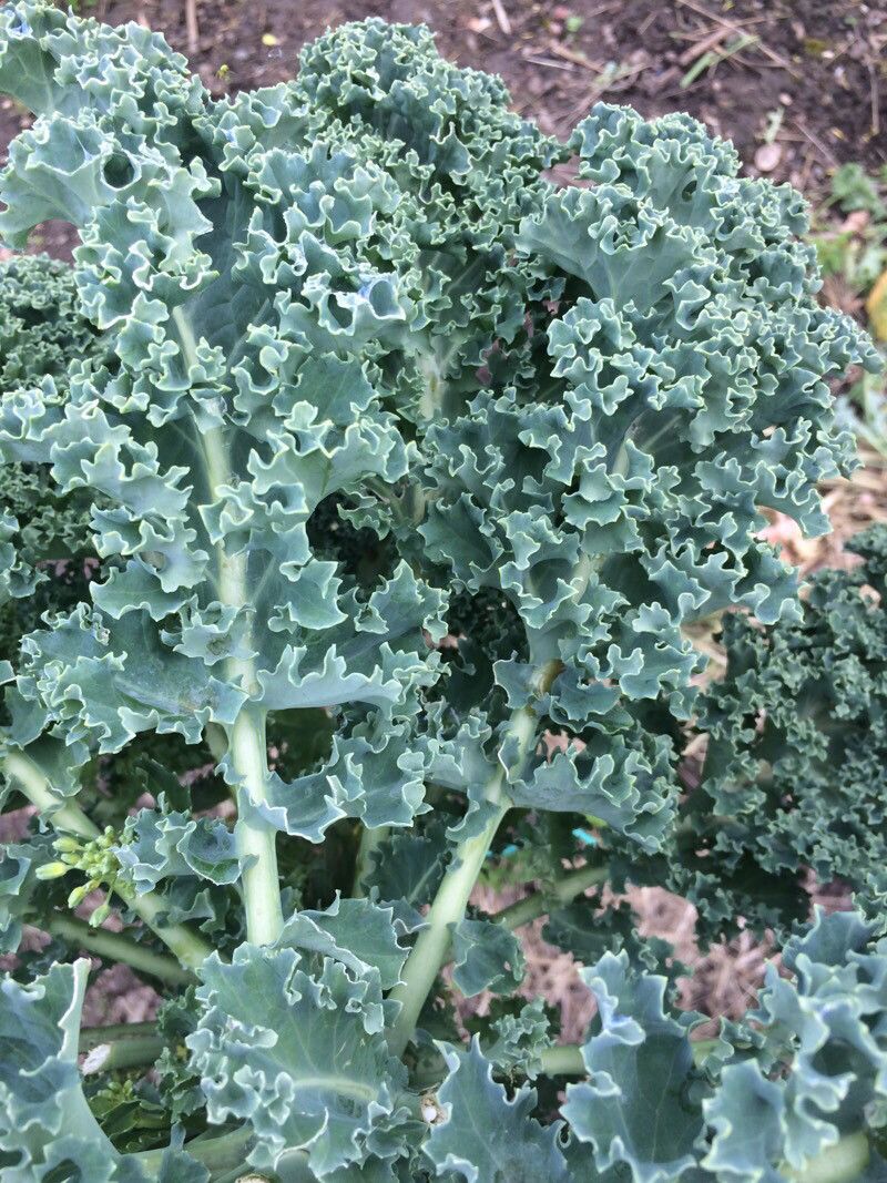 Brassica rupestris leaf