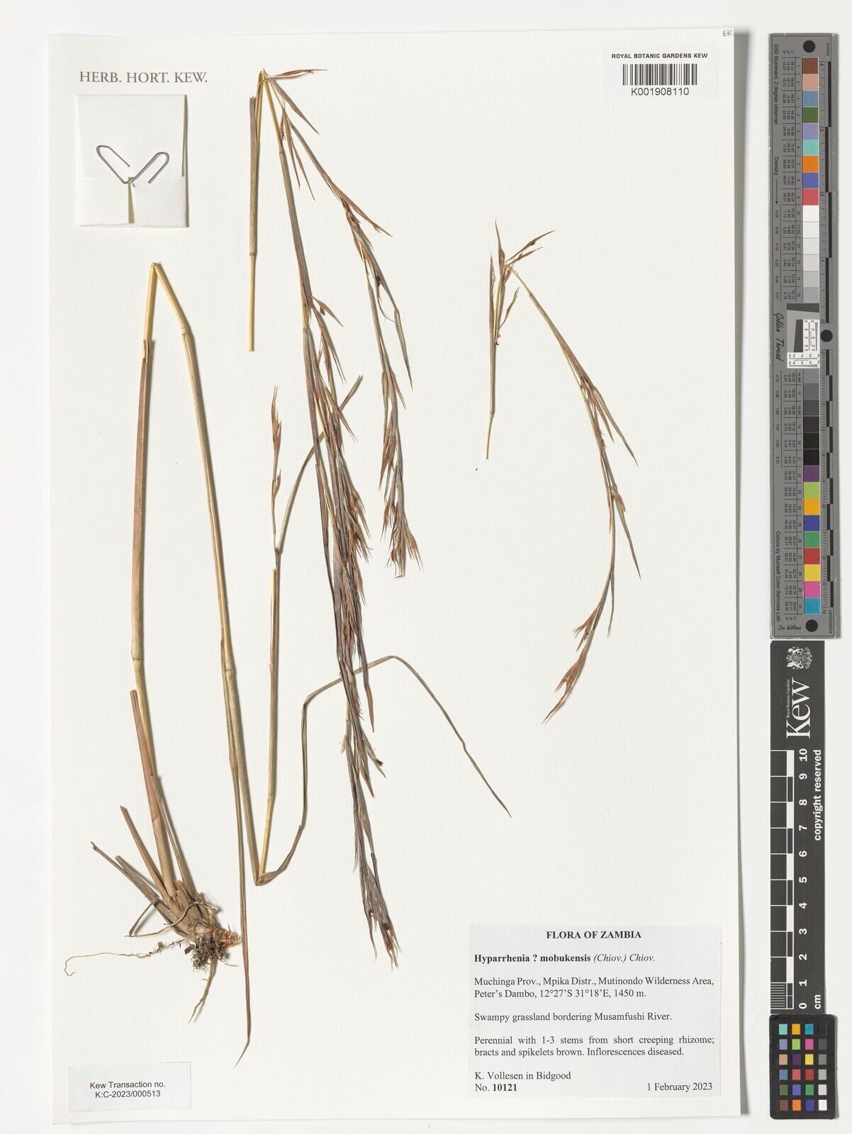 Hyparrhenia mobukensis — houseplant care guide