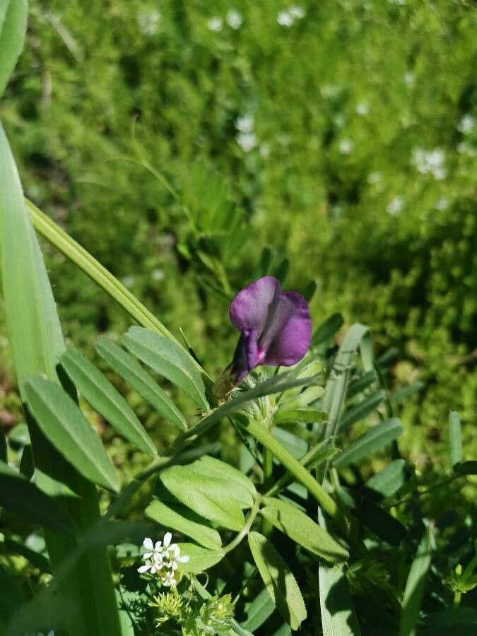 Vicia segetalis flower