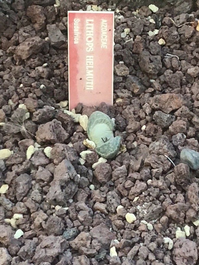 Lithops helmutii — search result for 'Lithops'