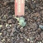 Lithops helmutii