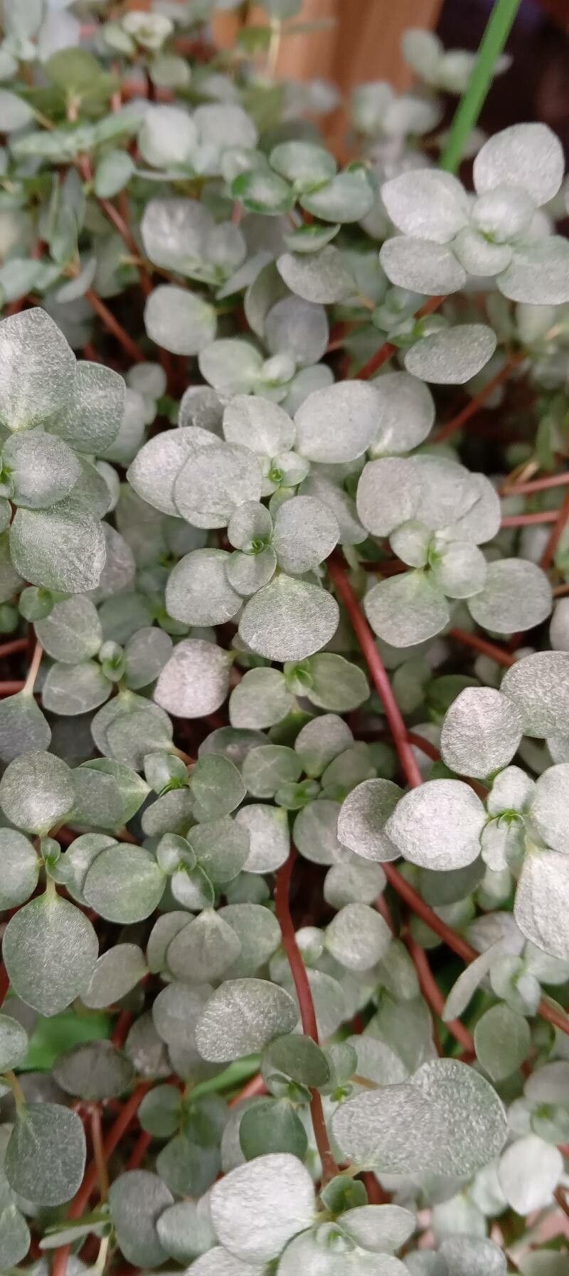 Pilea multiflora — search result for 'Pilea'