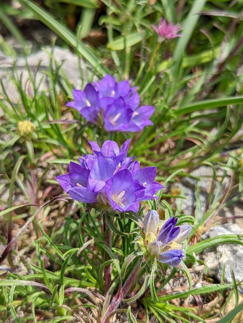 Edraianthus graminifolius flower