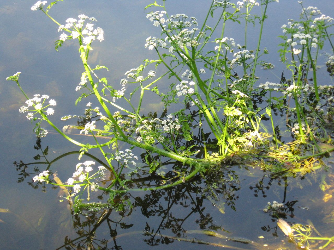 Oenanthe fluviatilis flower