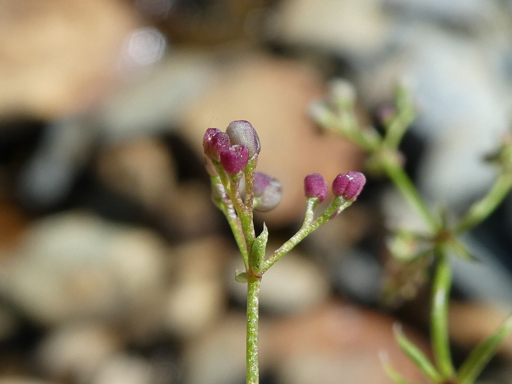 Galium marchandii fruit