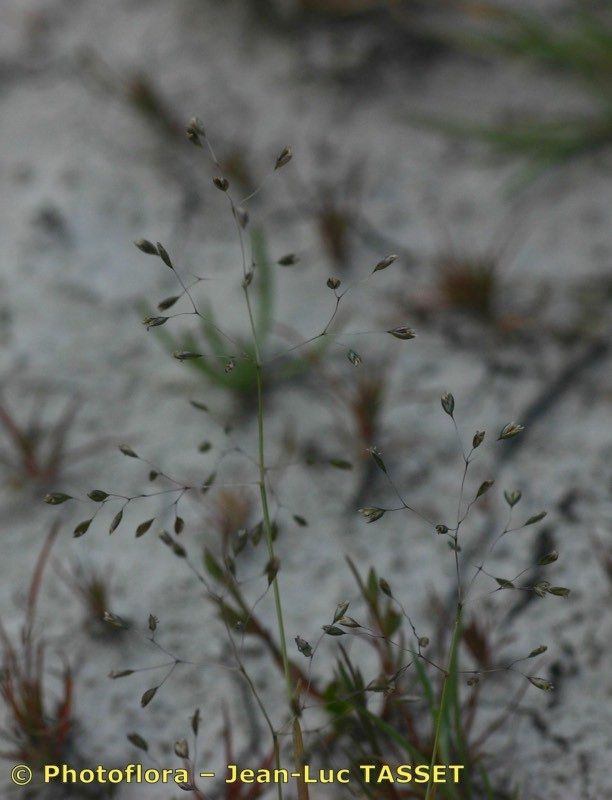 Molineriella minuta — houseplant care guide