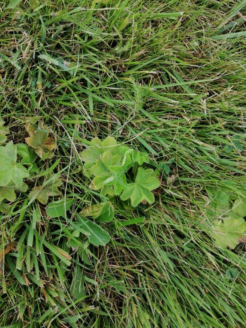 Alchemilla xanthochlora fruit