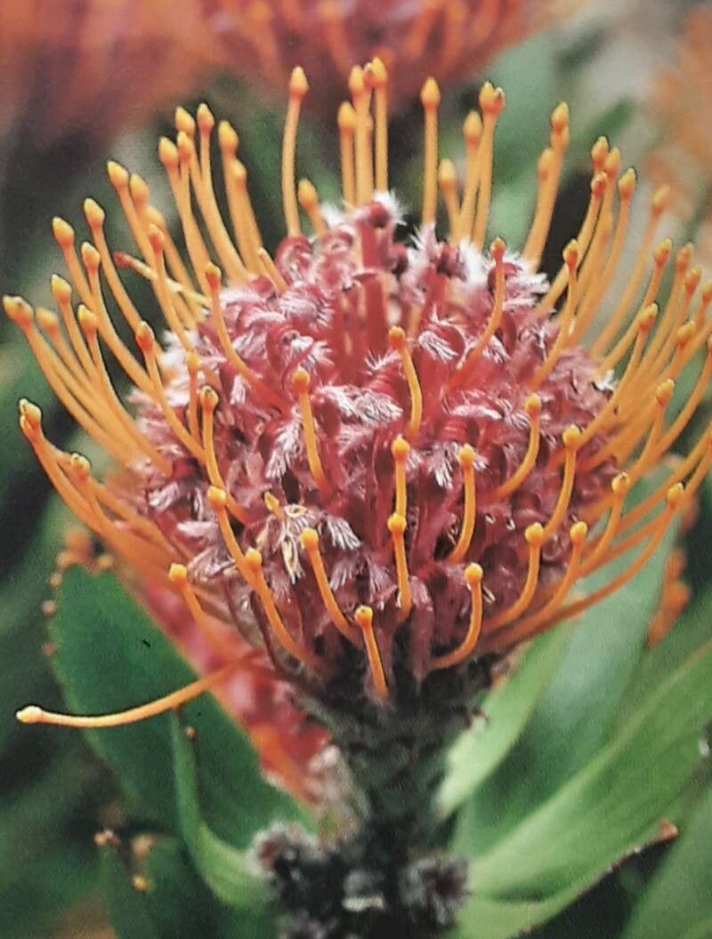 Leucospermum tottum flower