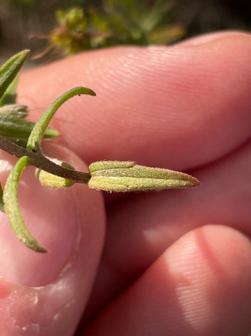 Odontites jaubertianus leaf