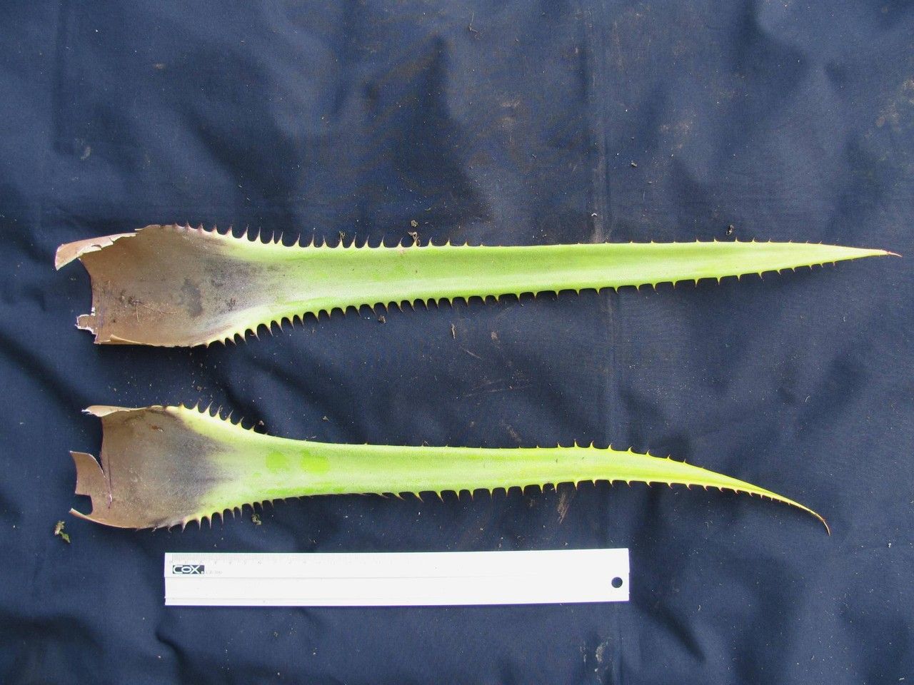 Aechmea pittieri — search result for 'Aechmea'