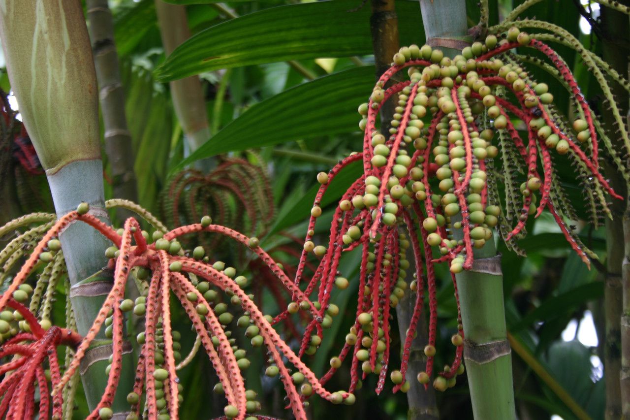 Basselinia iterata — houseplant care guide