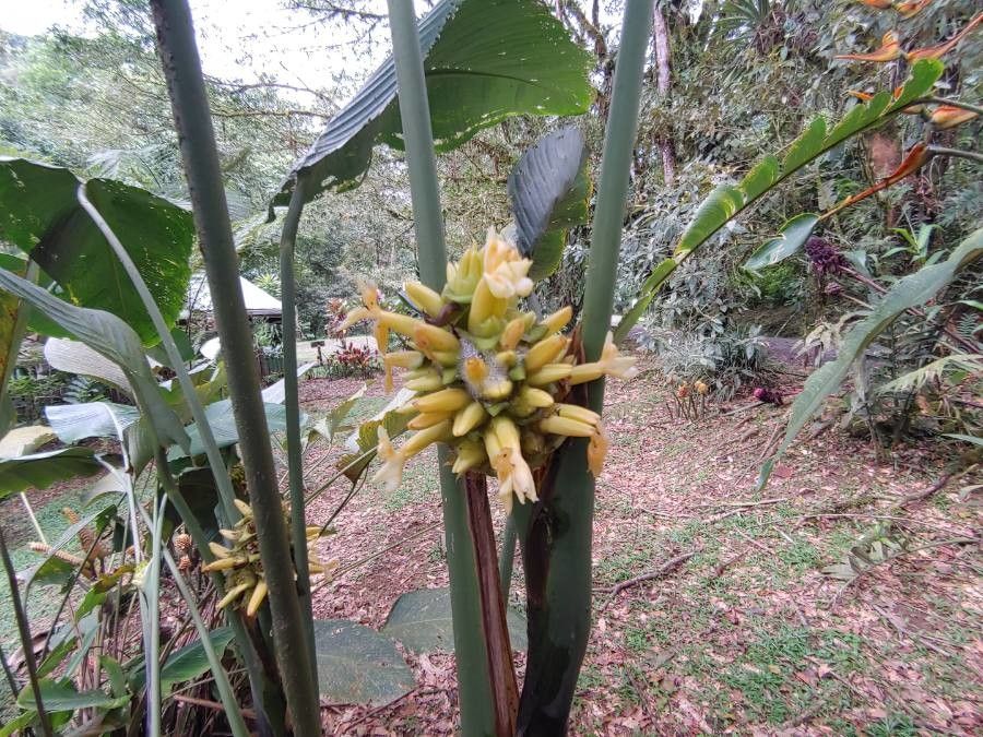 Goeppertia marantifolia flower