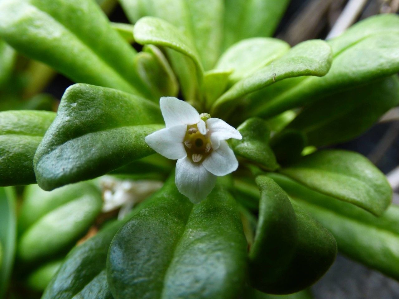 Lysimachia mauritiana flower