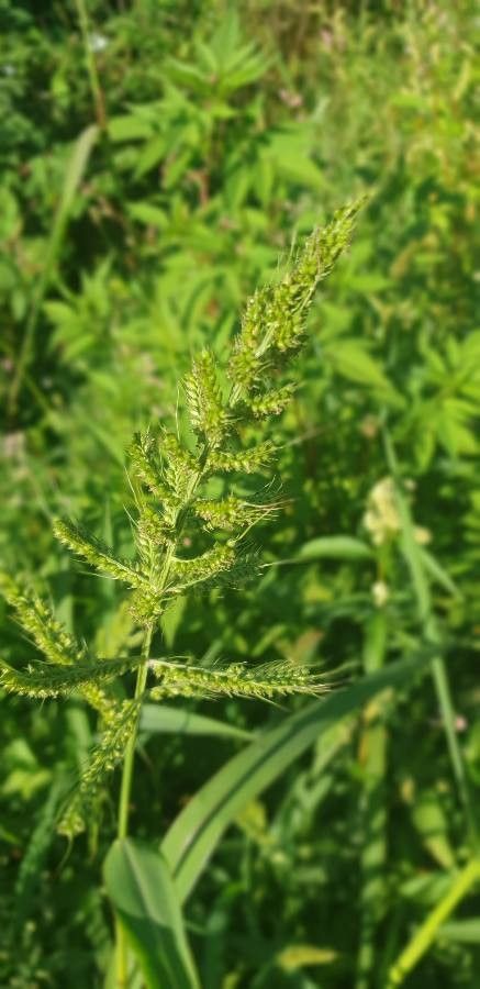 Echinochloa oryzoides — houseplant care guide