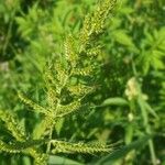 Echinochloa oryzoides