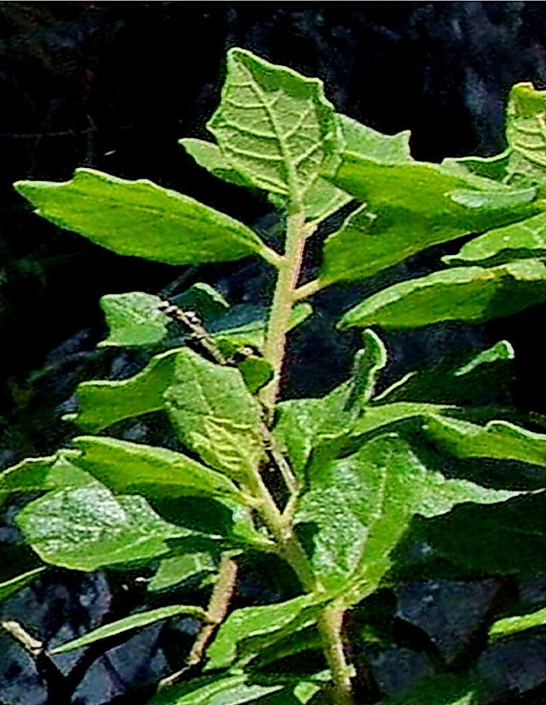 Gymnanthemum triflorum — houseplant care guide