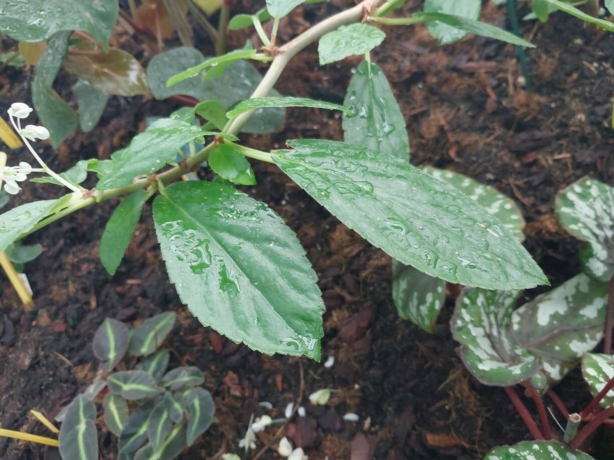 Begonia saxicola — houseplant care guide