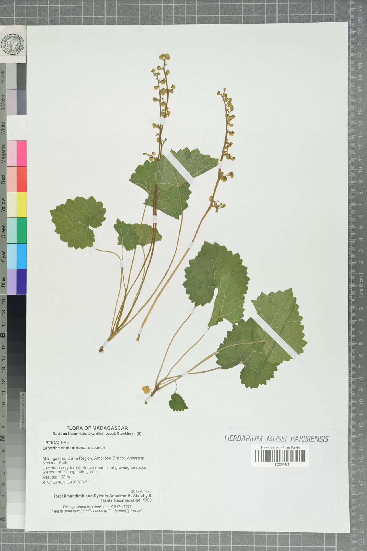 Laportea septentrionalis — search result for 'Laportea'