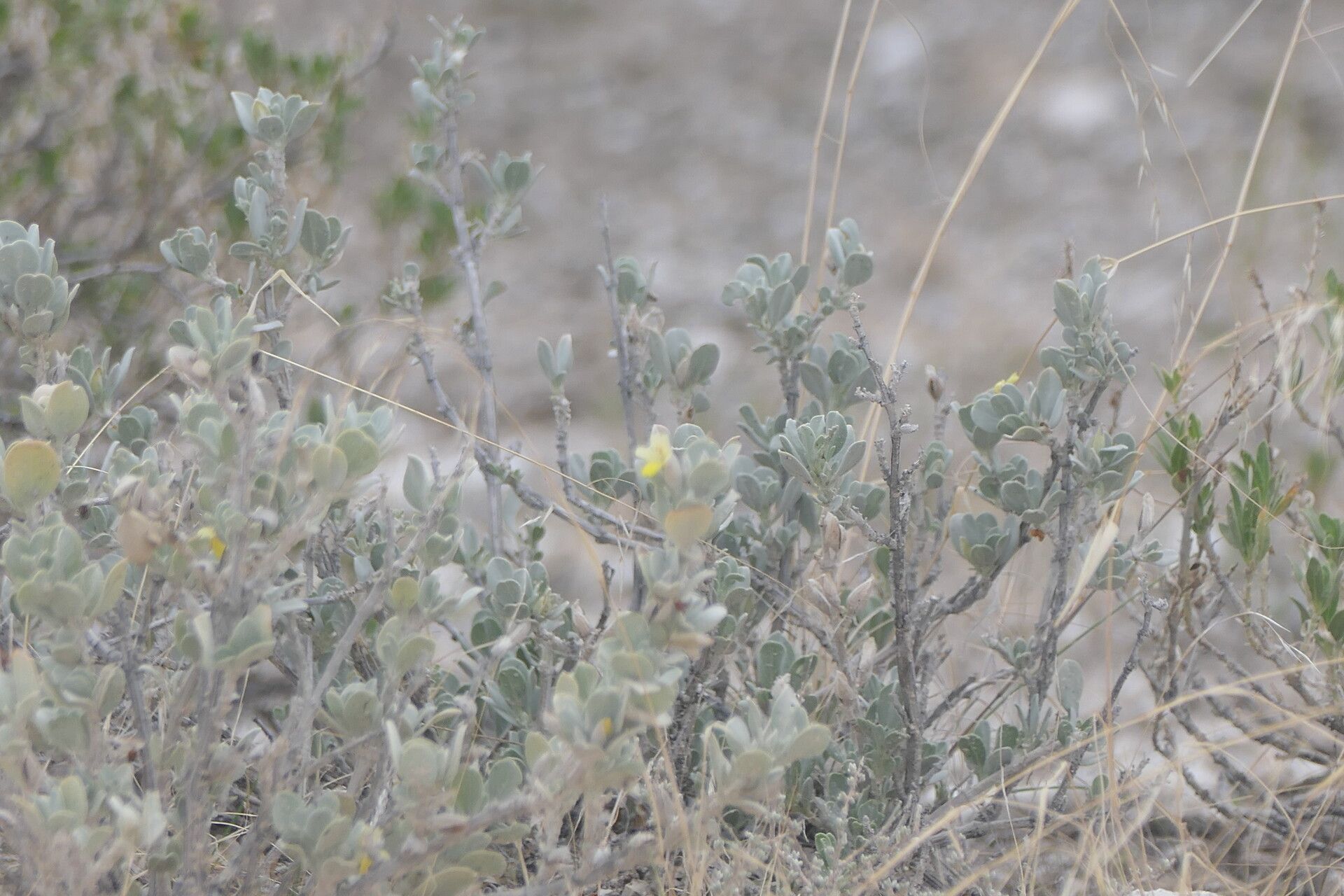 Petalidium englerianum bark