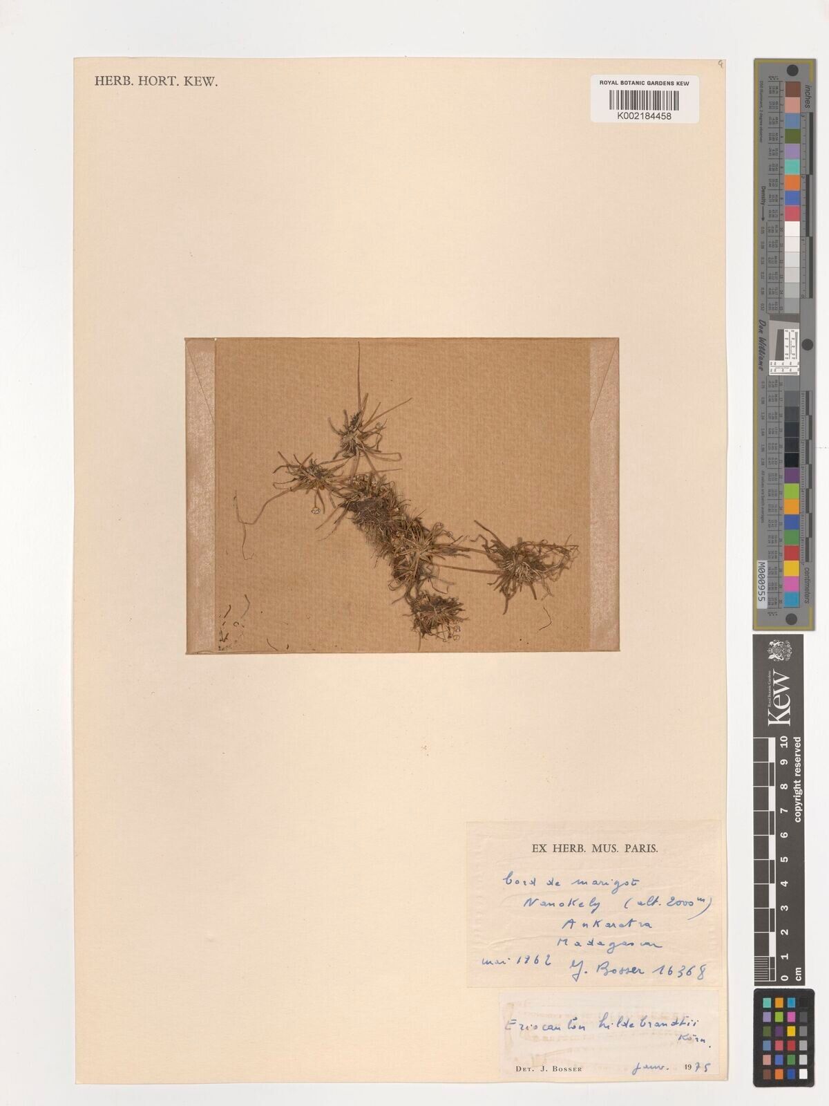 Eriocaulon hildebrandtii — houseplant care guide