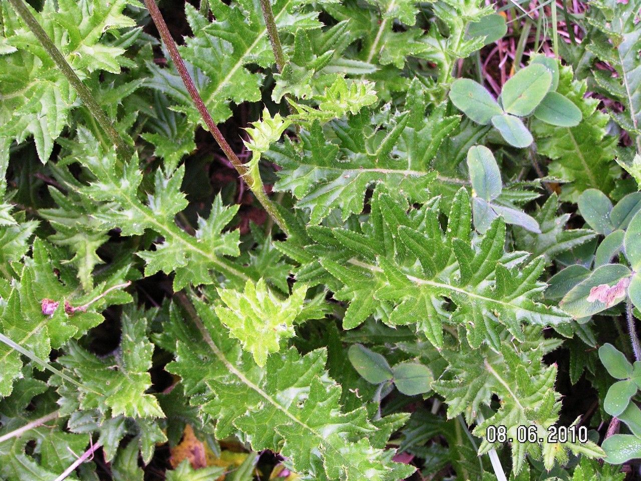 Cirsium filipendulum leaf