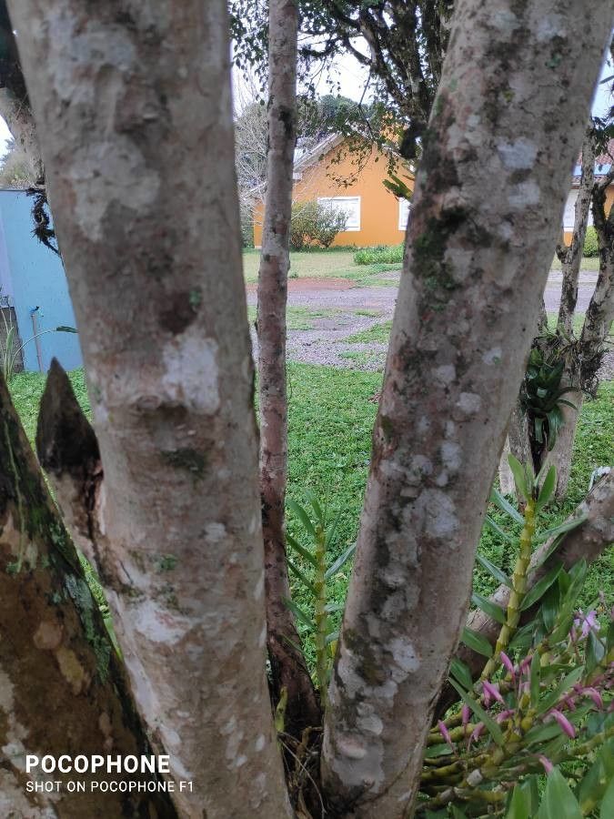 Myrcianthes pungens bark