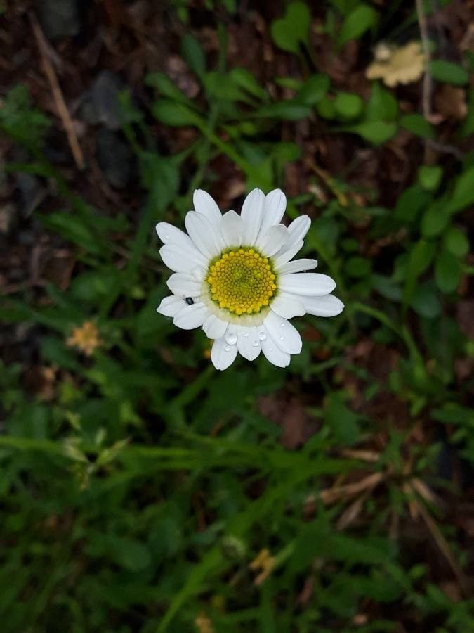 Leucanthemum pachyphyllum — houseplant care guide