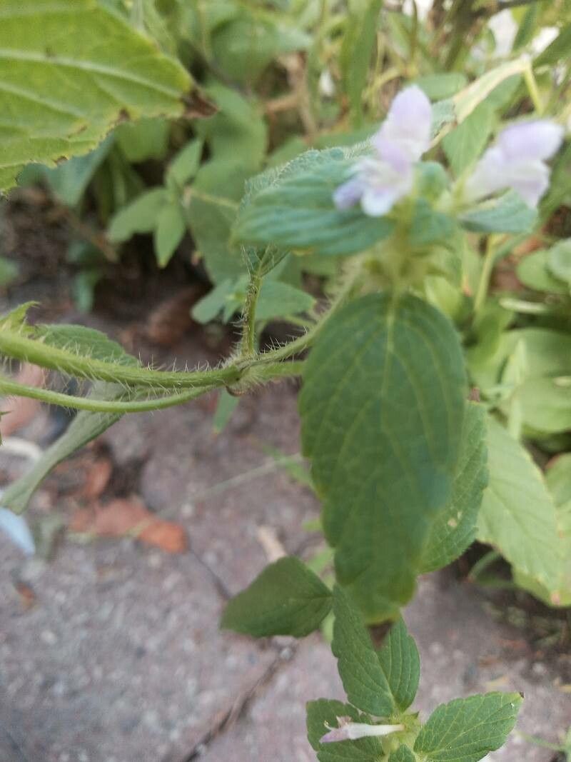 Galeopsis bifida bark