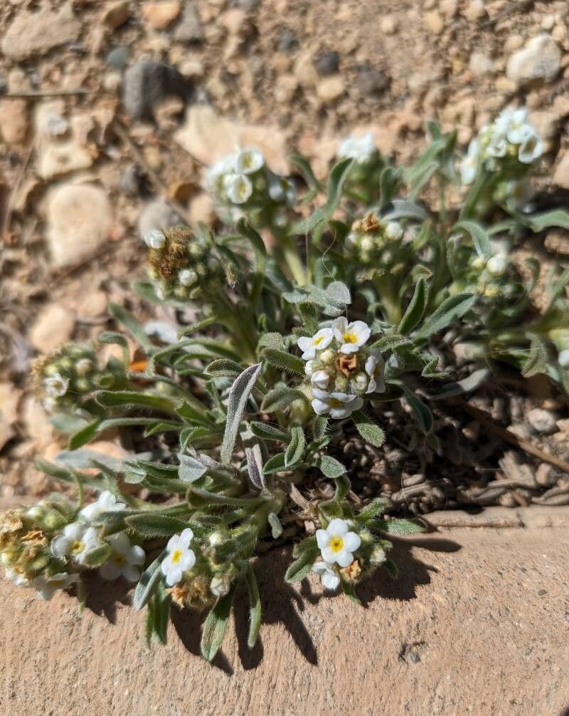 Oreocarya humilis habit