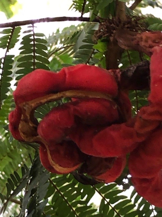 Cojoba arborea fruit