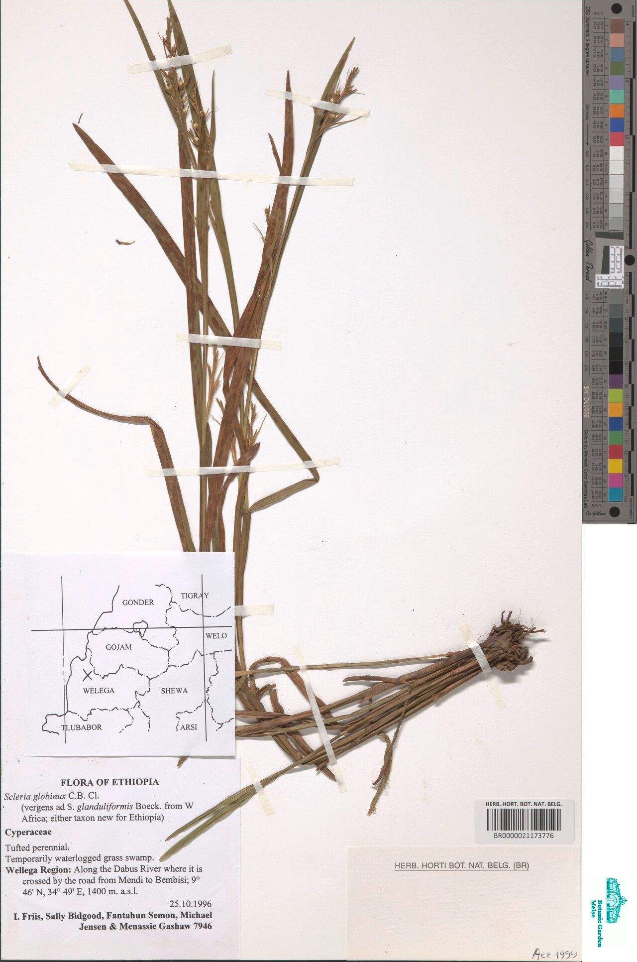 Scleria globonux — houseplant care guide
