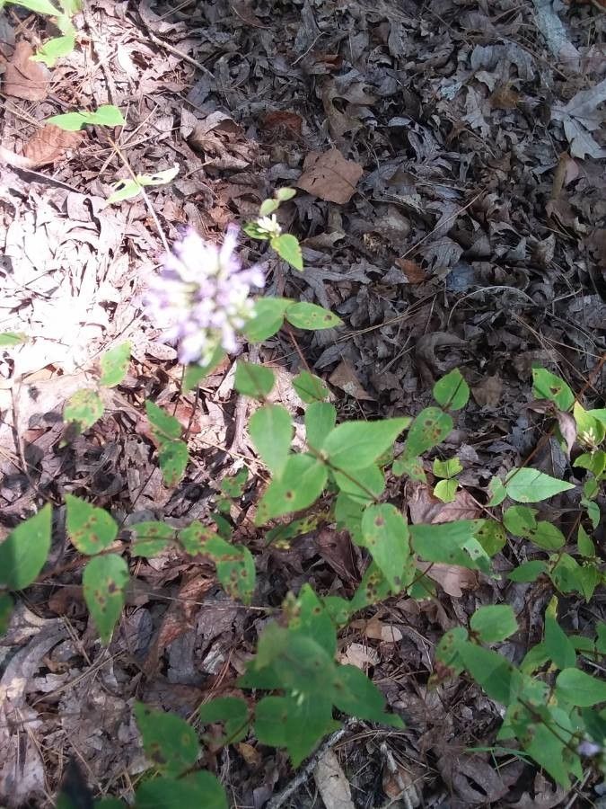 Cunila origanoides — houseplant care guide