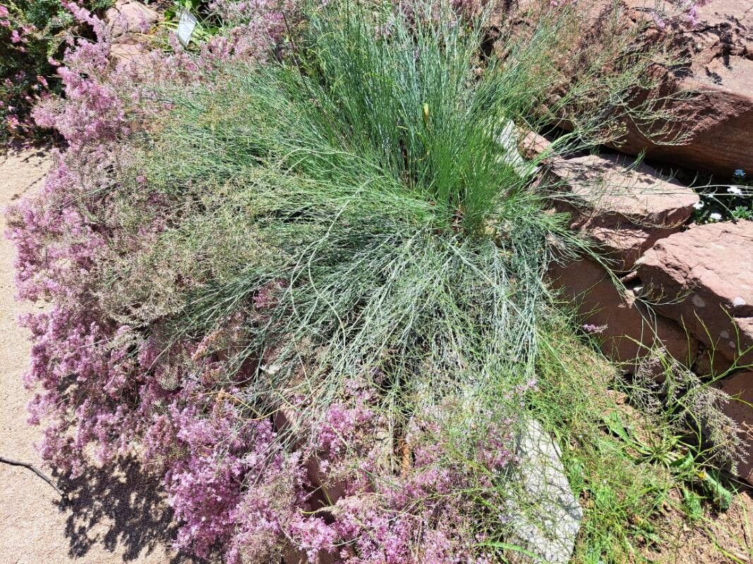 Limonium perplexum habit