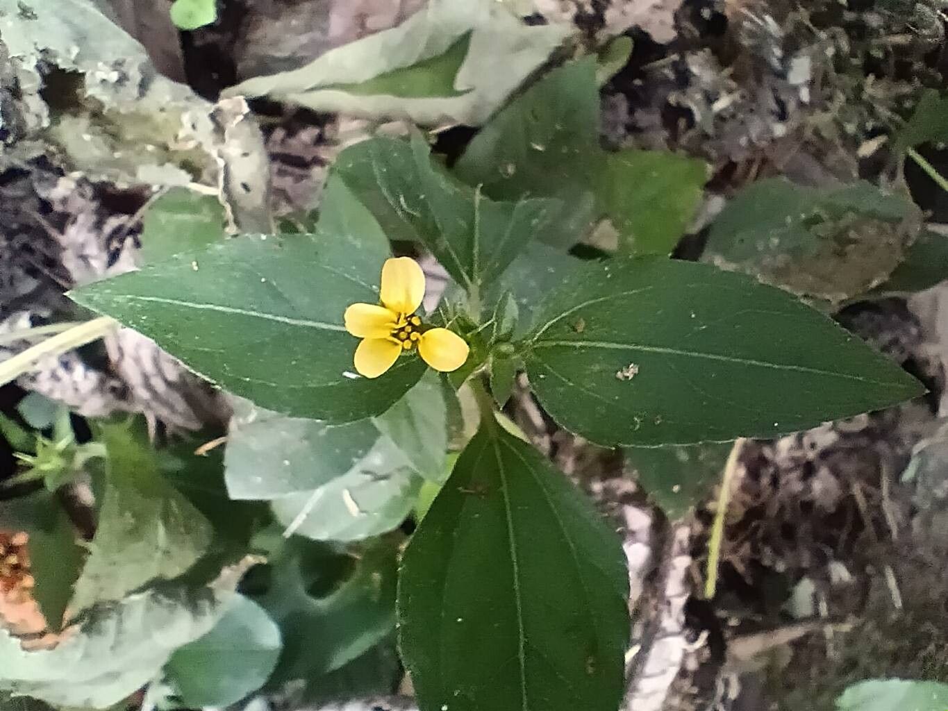 Calyptocarpus wendlandii flower