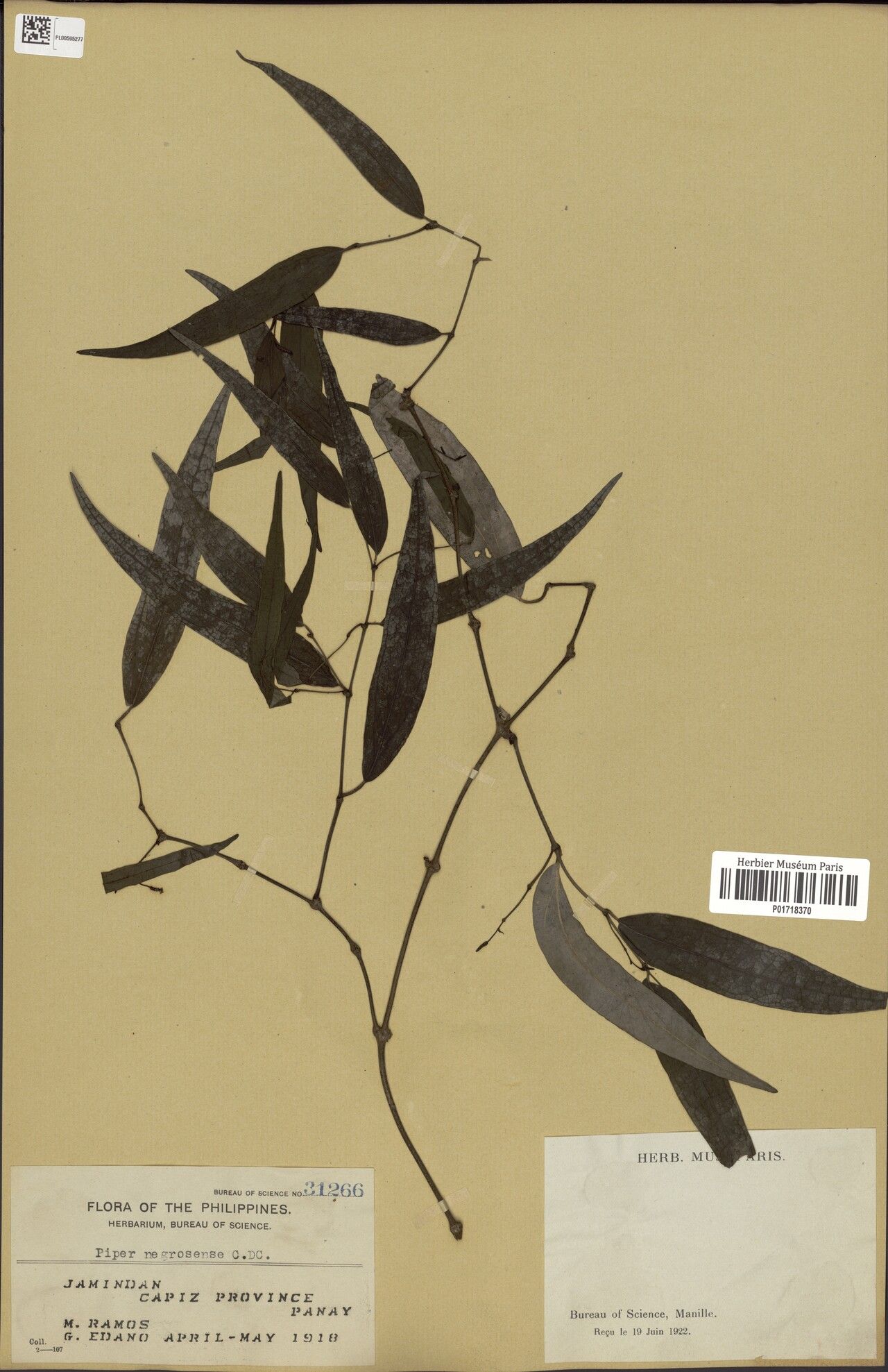 Piper negroense — houseplant care guide