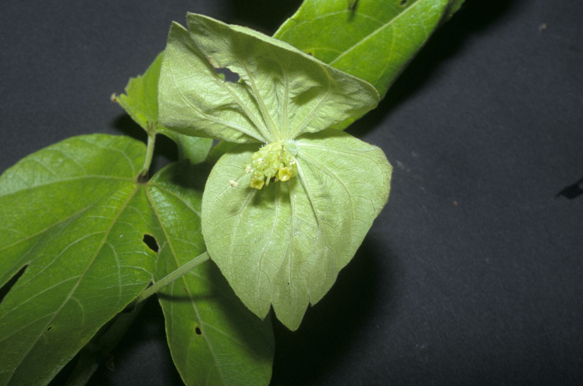 Dalechampia tiliifolia flower
